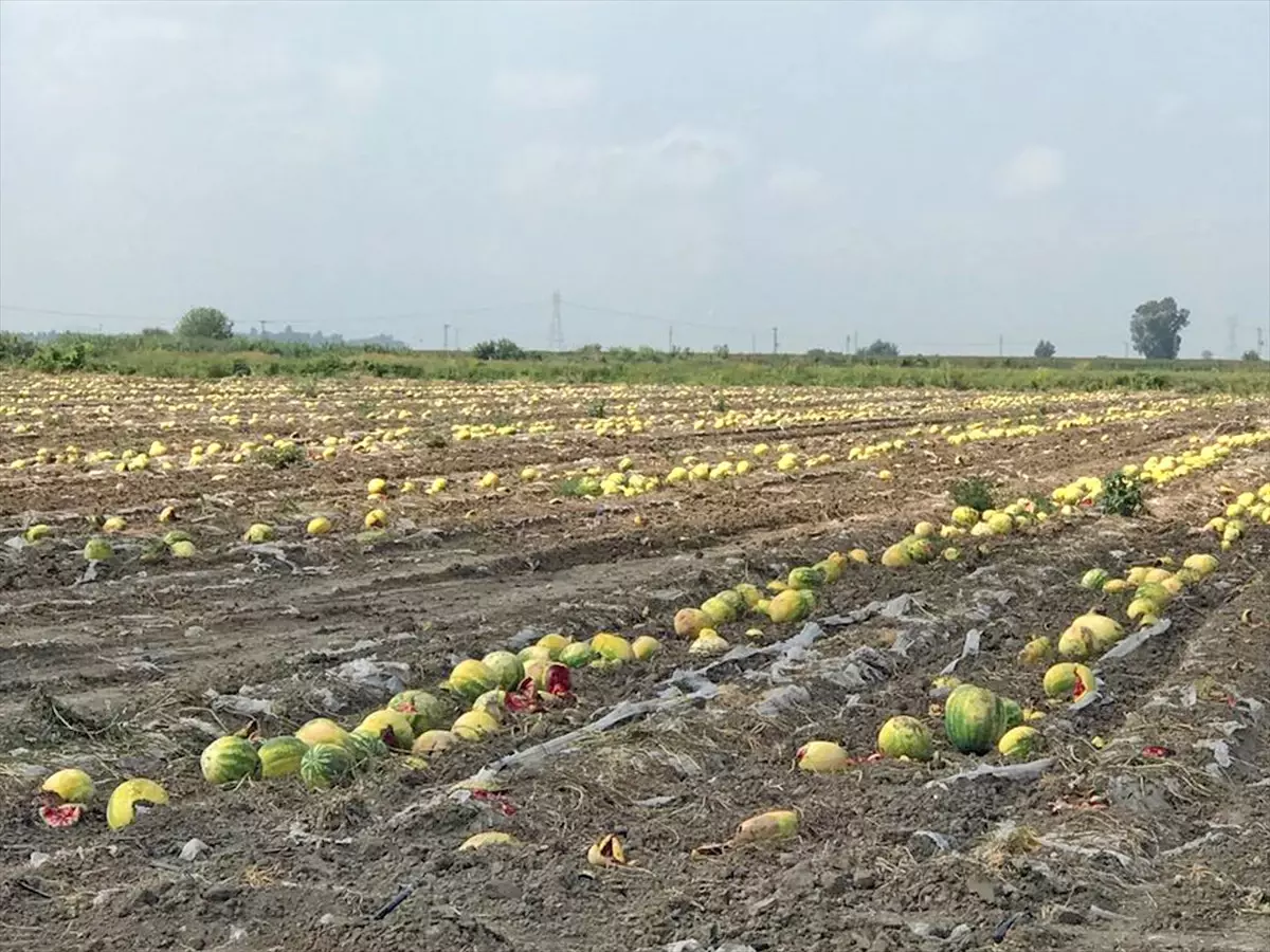 Sıcak Hava ve Poyraz Karpuza Zarar Verdi