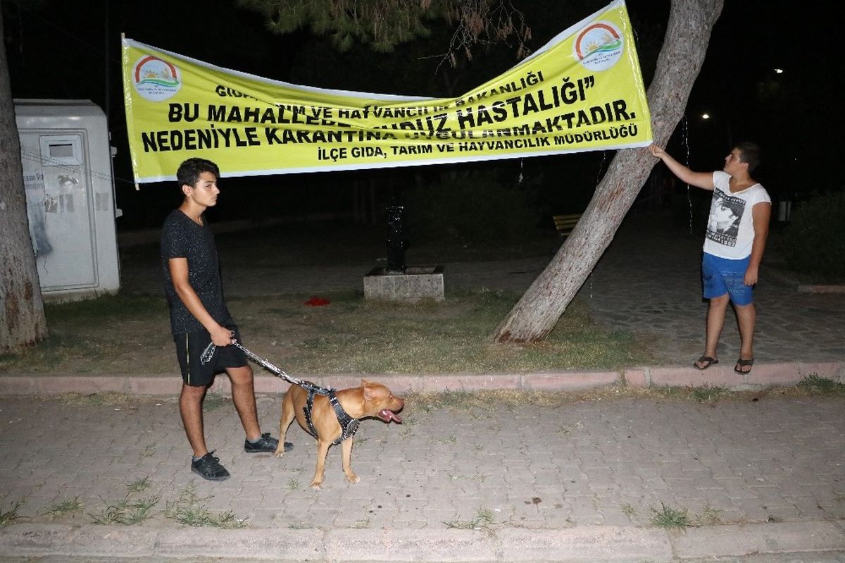 Adana'da Kuduz Karantinası! Mahallenin Girişine Pankart Astılar