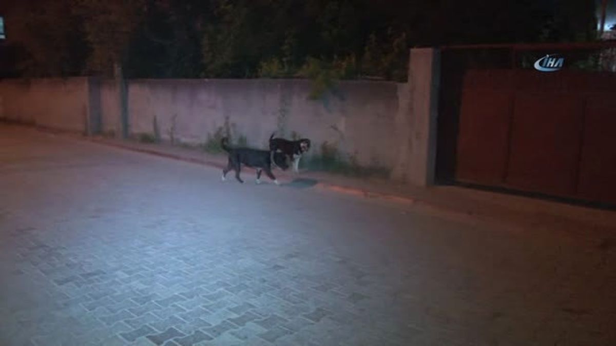 Adana'da, 'Kuduz' Karantinası