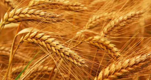 Bakan Çelik 2017 Yılı Buğday Alım Fiyatlarını Açıkladı