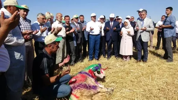 Bakan Çelik, Buğday Fiyatlarını Açıkladı Bakan Çelik, Buğday Fiyatlarını Açıkladı