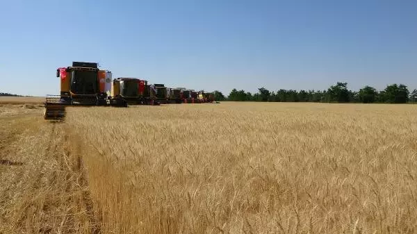 Bakan Çelik, Buğday Fiyatlarını Açıkladı Bakan Çelik, Buğday Fiyatlarını Açıkladı