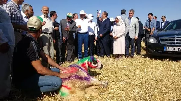 Bakan Çelik, Buğday Fiyatlarını Açıkladı