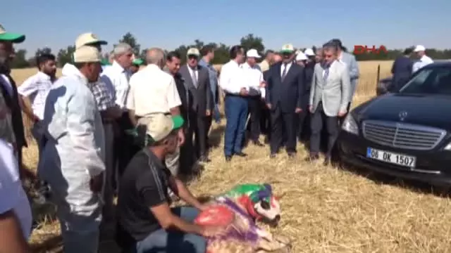 Konya Bakan Çelik, Buğday Fiyatlarını Açıkladı Konya Bakan Çelik, Buğday Fiyatlarını Açıkladı