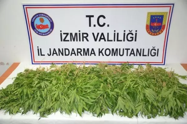 Aliağa'da Mısır Tarlasına Uyuşturucu Baskını