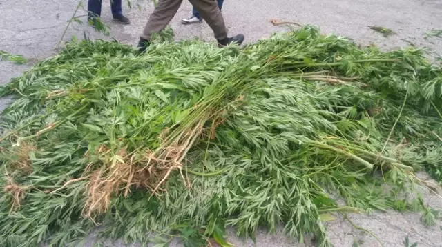 Aliağa'da Uyuşturucu Operasyonu