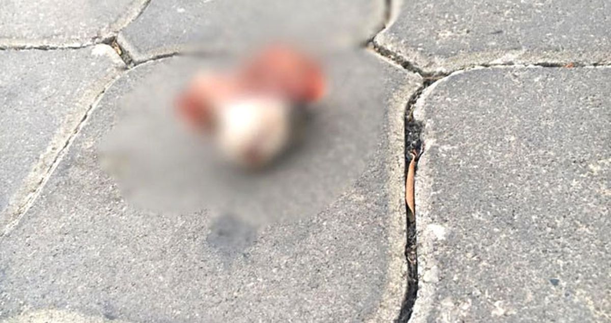İzmir'deki Kedi Vahşeti Görüntüleri Kan Dondurdu