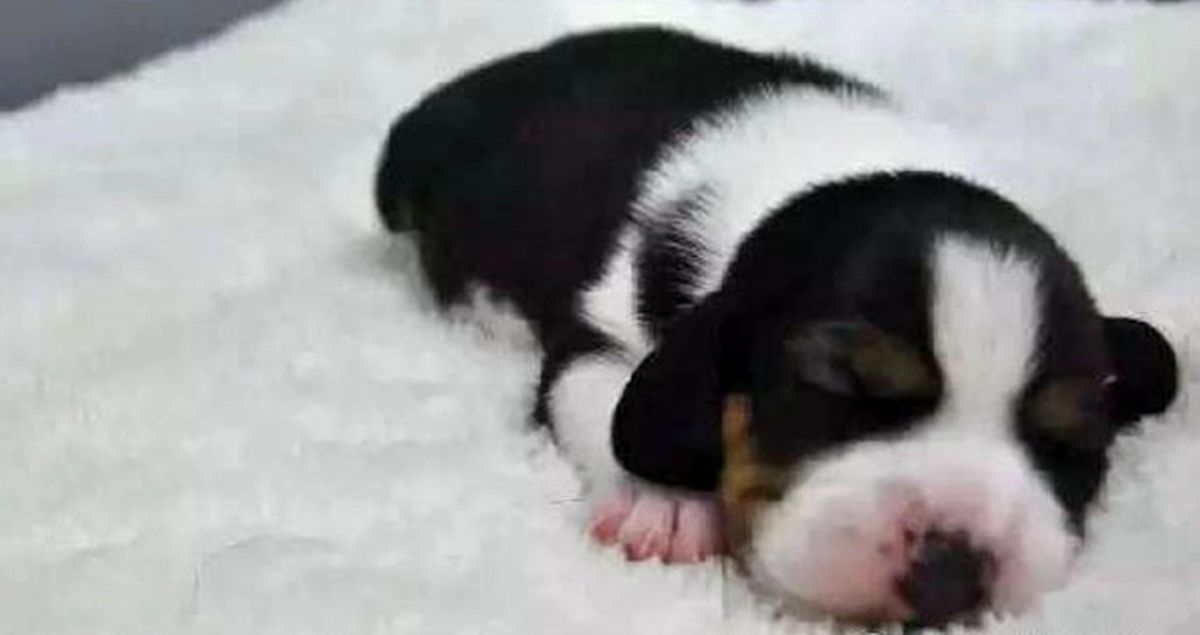 Daha Zeki, Daha Güçlü! Çinli Bilim Adamları 'Süper Köpek' Klonladı