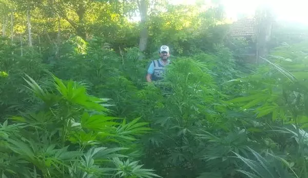 Amasya'da 220 Kök Hintkeneviri Ele Geçirildi