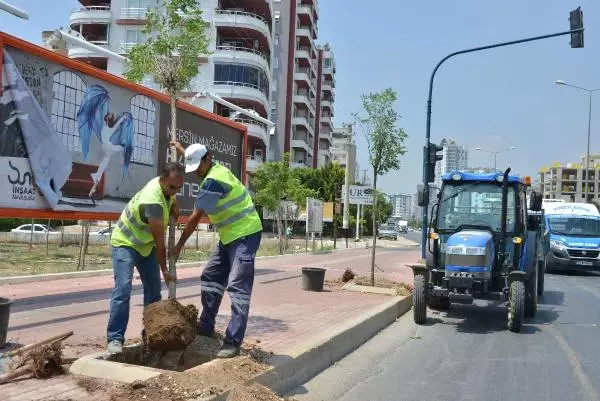 Mersin'de Kesilen Ağaçların Yerine Yenileri Dikildi
