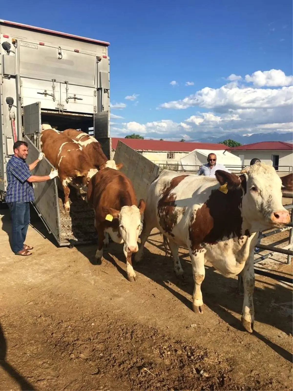 Avrupa'dan İthal Edilen Hayvanlar Üreticilere Teslim Edildi