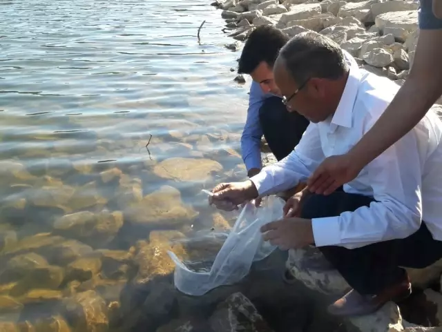 Denizli'de 122 Bin Sazan Balık Su ile Buluşturuldu