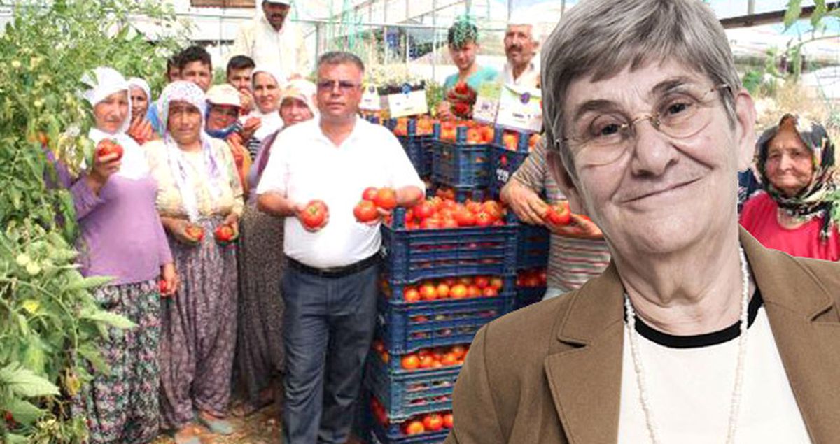Domates Üreticilerinden Canan Karatay'a Tepki: Klimalı Ortamda Konuşmak Kolay