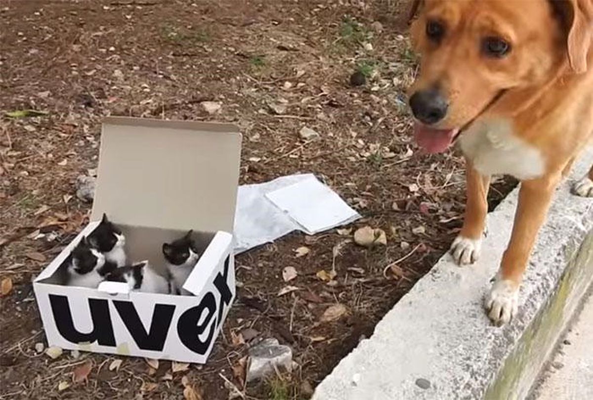 Yavru Kedilerin Kokusunu Alan Köpek, Sahibini Peşine Takıp Hayatlarını Kurtardı
