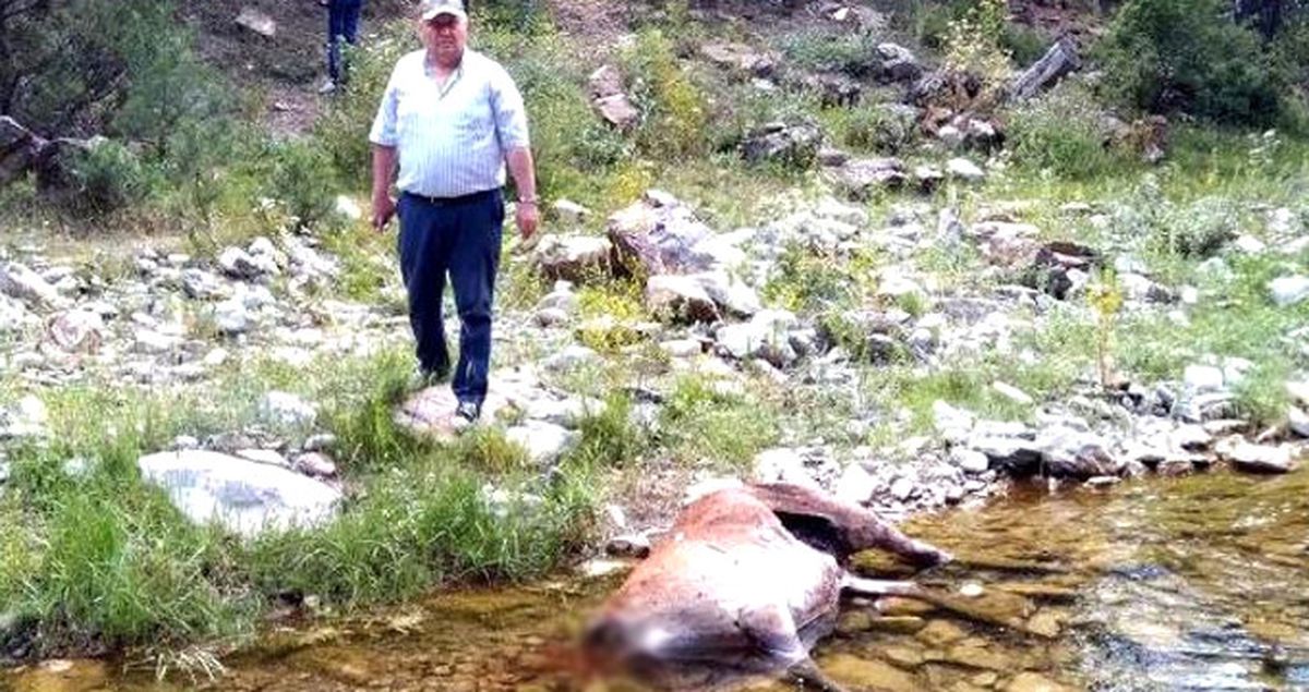 Boynuzu İçin Koruma Altındaki 4 Kızıl Geyik Başları Kesilerek Öldürüldü