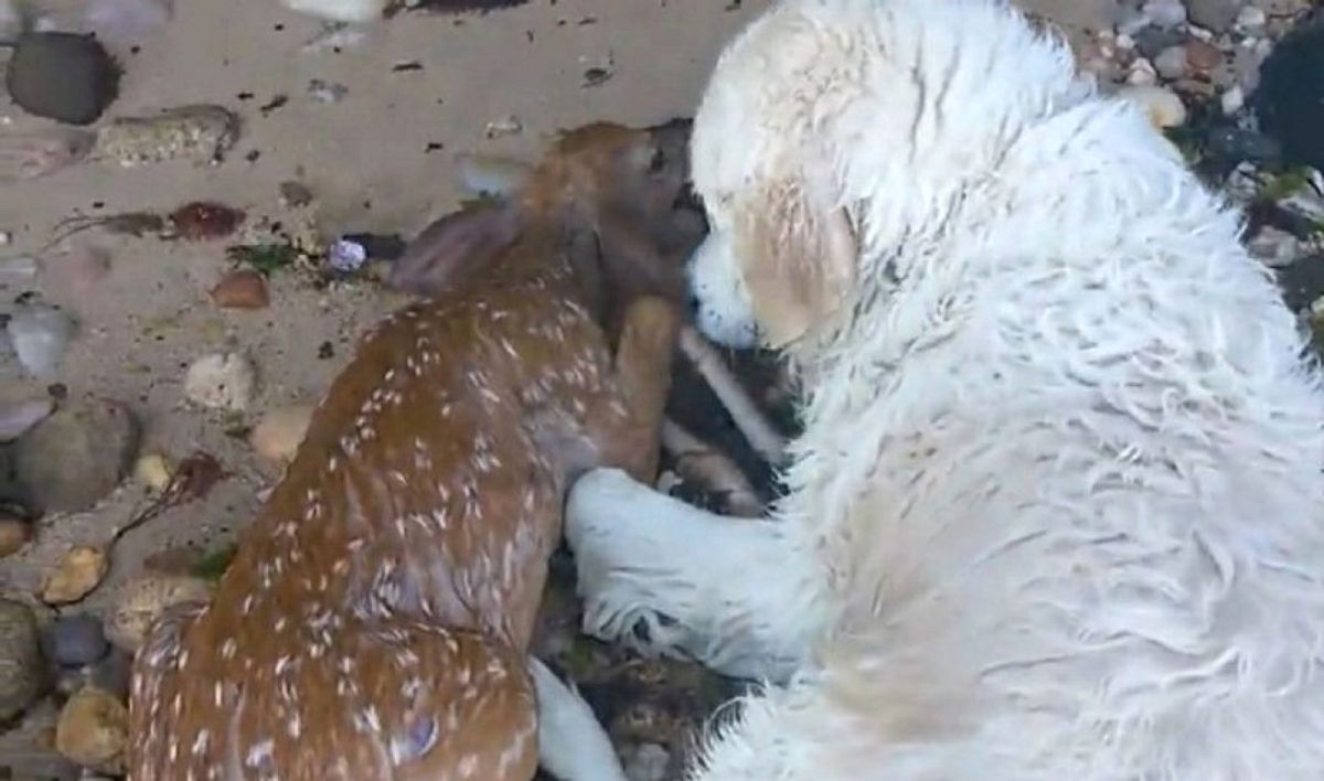 Köpek Yavru Geyiği Boğulmaktan Kurtardı, Sahibine Bu Anları Görüntülemek Kaldı