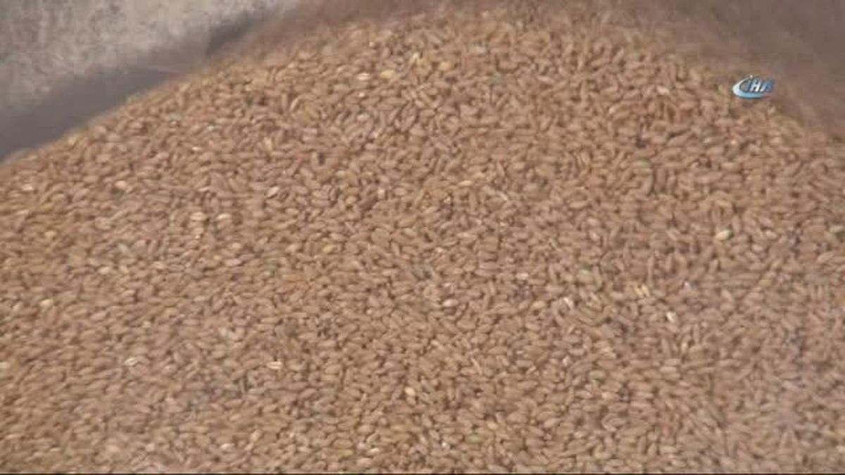 Türkiye, Makarnalık Durum Buğdayı Üretiminde Dünyanın Dördüncü Büyük Ülkesi