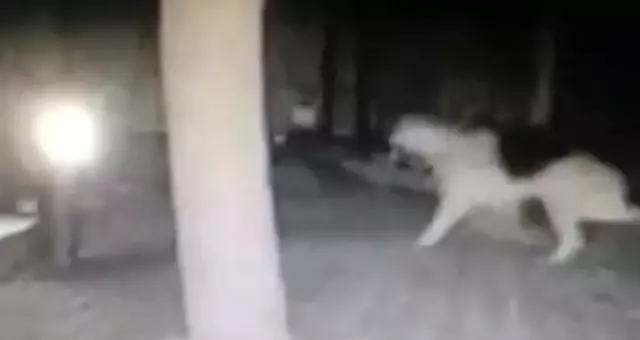 Bodrum Depremini Sokak Köpekleri 4 Dakika Önce Fark Etti