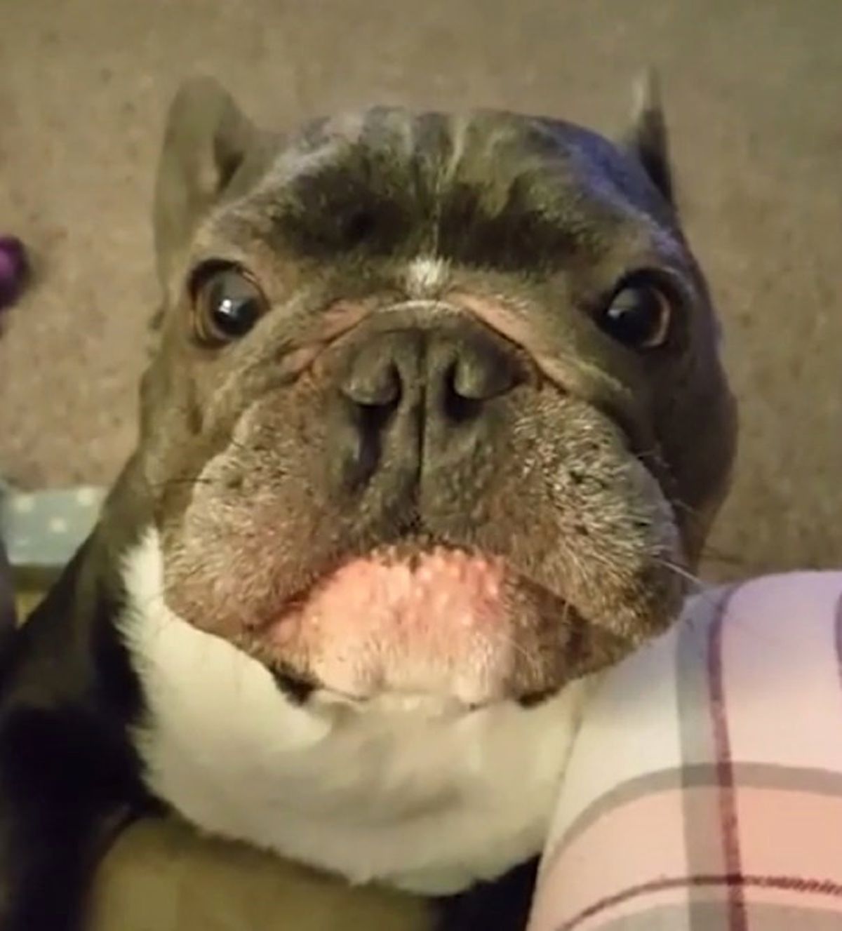 Minik Köpek İlgi Çekmeye Çalışırken Tüylü Bir Yarış Arabasına Dönüşüyor