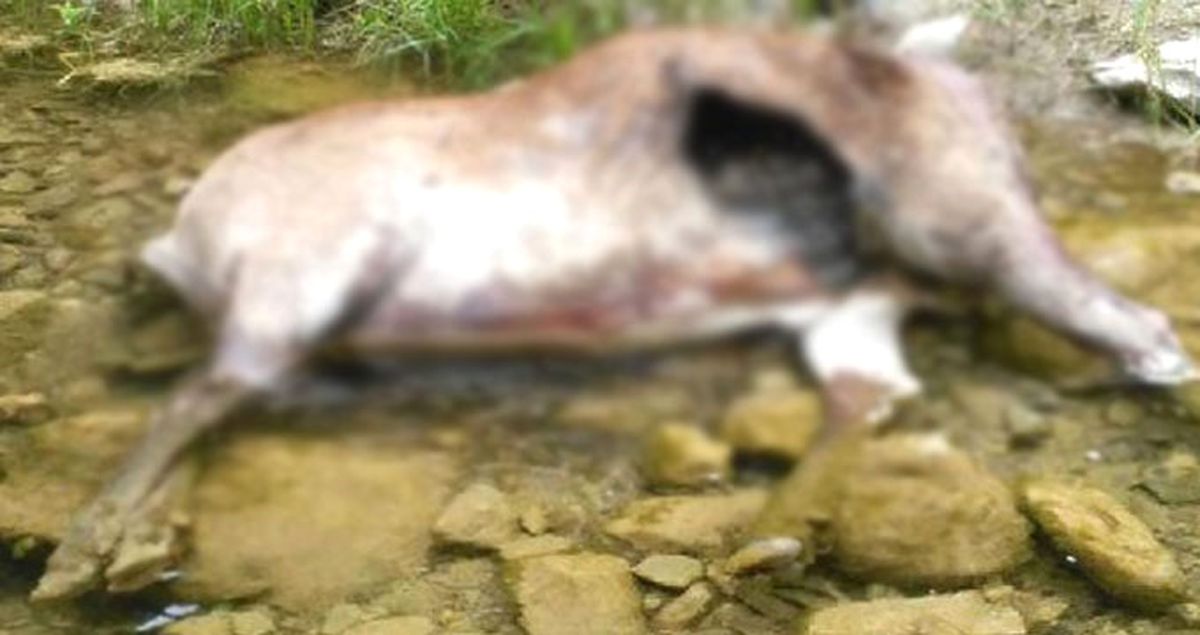 Denizli'deki Kızıl Geyikleri Kurtlar Telef Etti