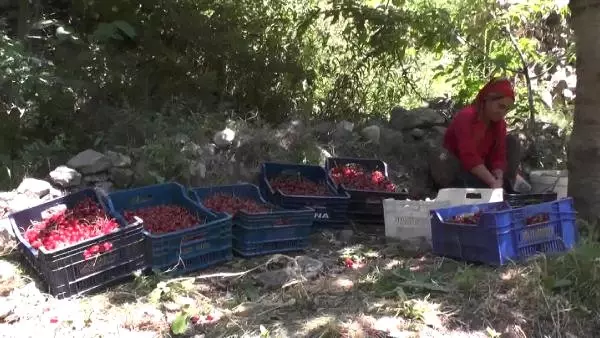Napolyon Kirazı, Üreticinin Yüzünü Güldürdü