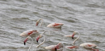 Van Gölü Flamingoları Ağırlıyor