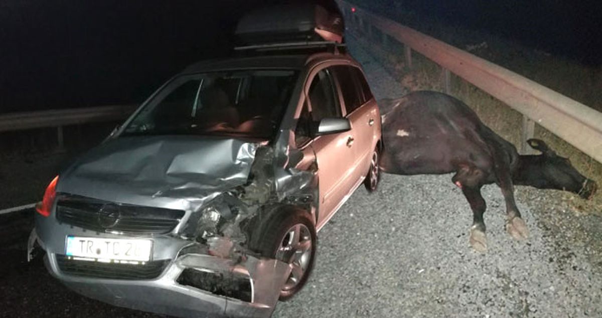 Yola Fırlayan İnek Feci Kazaya Neden Oldu: 9 Yaralı