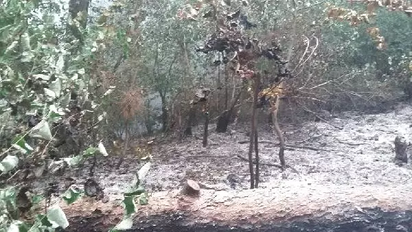 Dörtyol'da Orman Yangını(2)