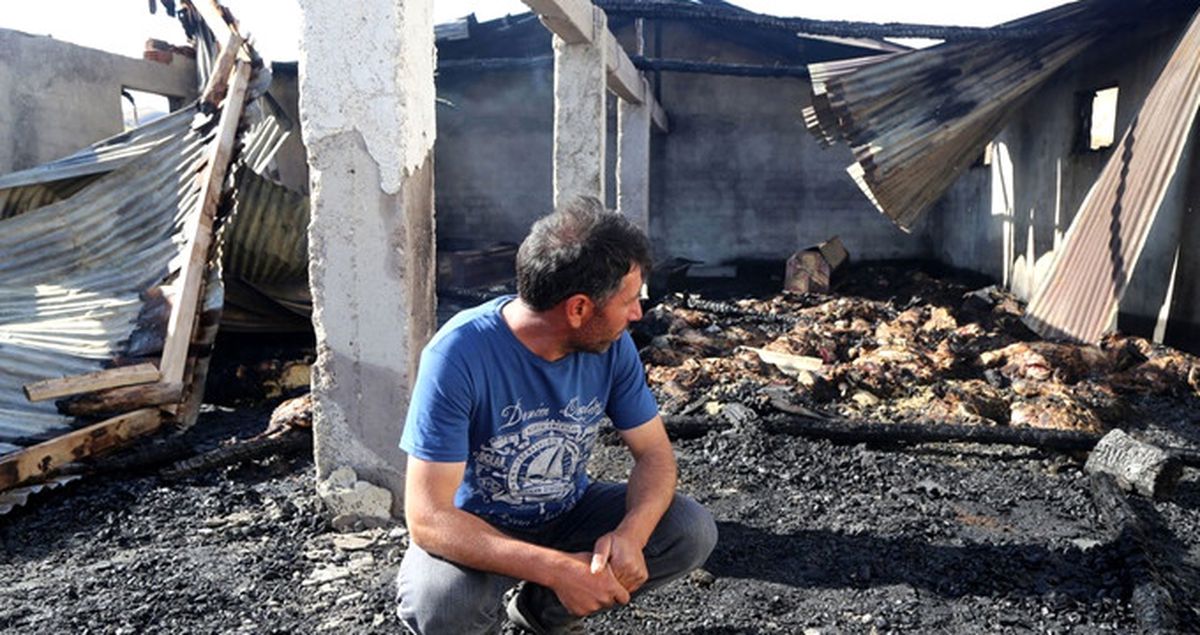 Sivas'ta Korkunç Olay! 83 Koyun Ahırda Çıkan Yangında Telef Oldu