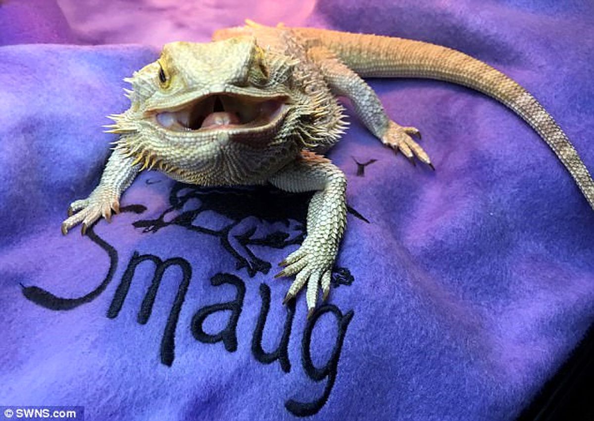 Dünyanın En Mutlu Kertenkelesi Smaug'un 4000 Takipçisi Var