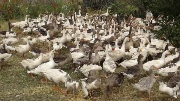 Eşinin Altınlarıyla Aldığı 700 Kazdan 300'ü Öldü