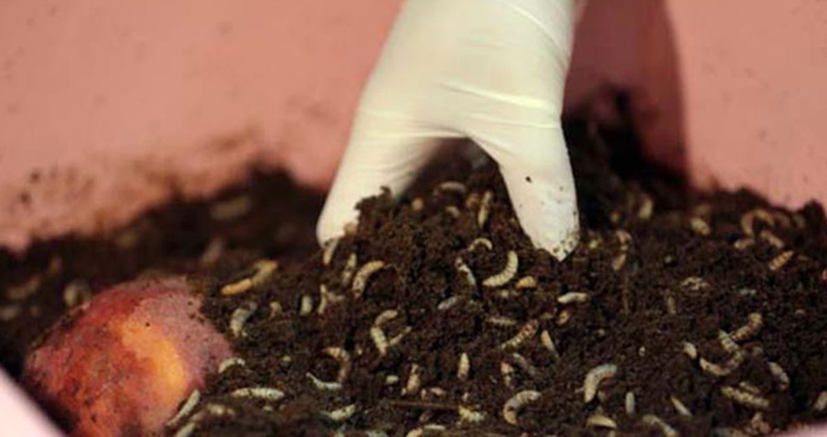 Sinekten Protein Oranı Yüksek Yem Üretiyor