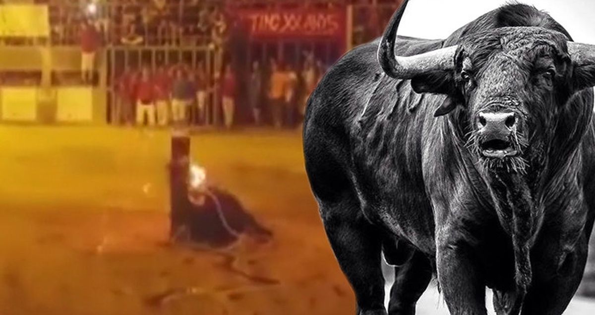 Boynuzları Yakılan Boğa, Kafasını Tahtaya Vurarak İntihar Etti