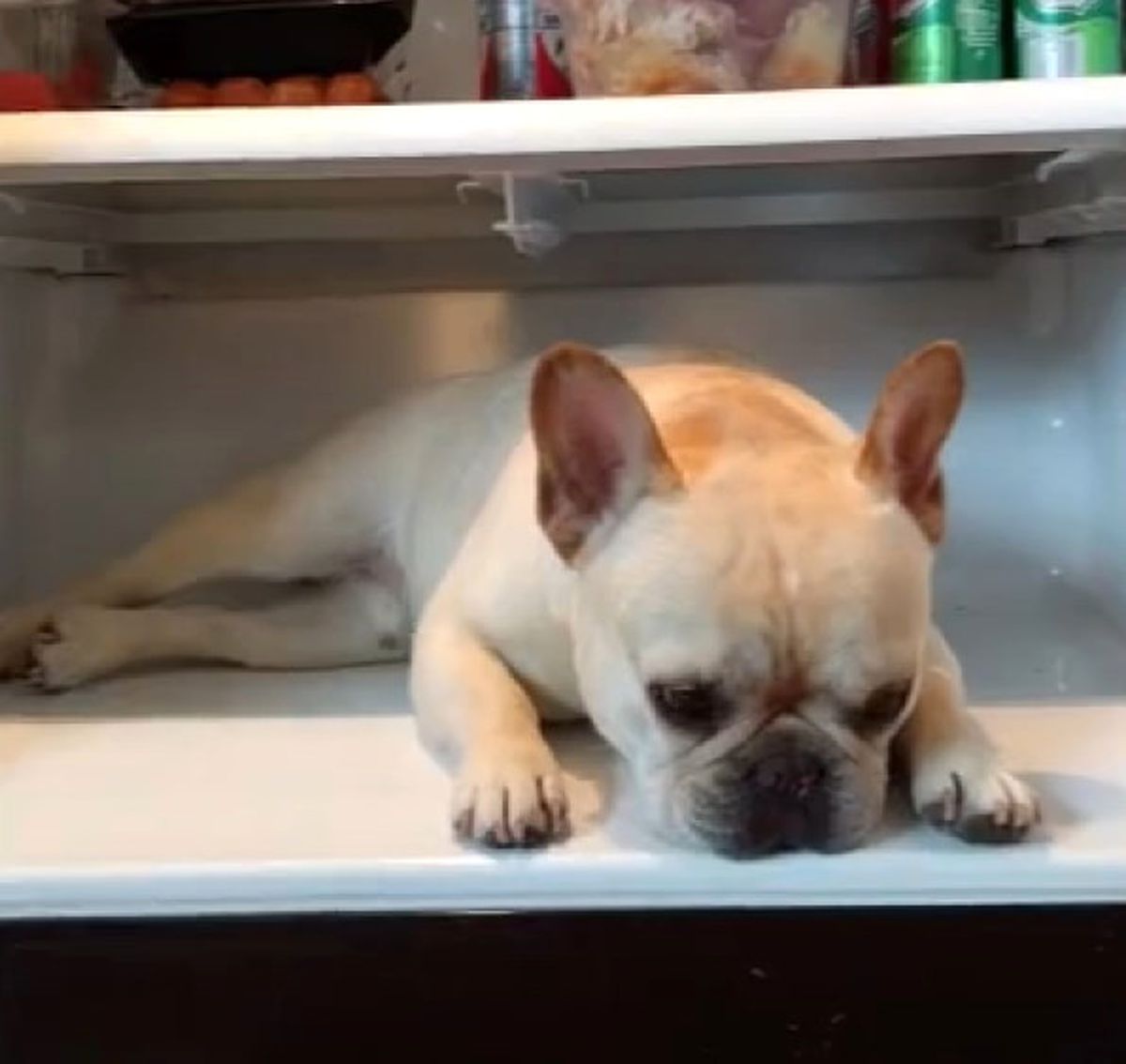 Sıcaktan Uyuyamayan Köpek, Çareyi Buzdolabında Buldu!
