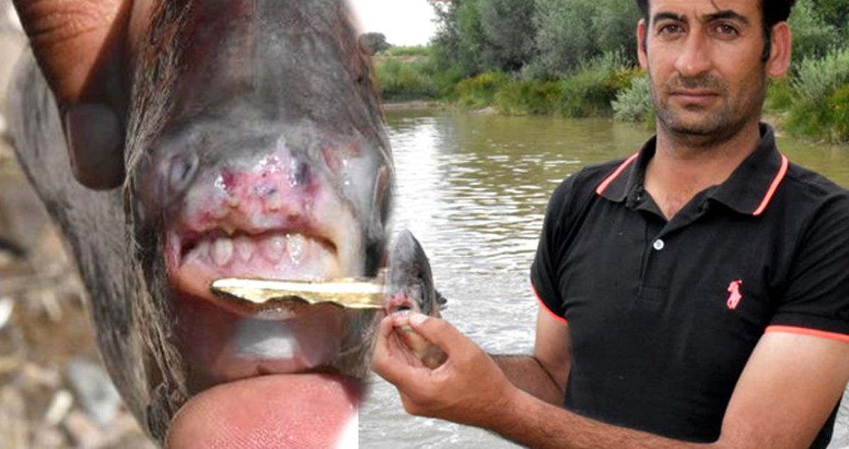 Kızılırmak'ta Balıkçı Oltasına Yine 'Pirana' Takıldı