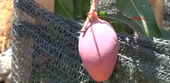 Antalya Deneme Amaçlı Ektiği Mangoların Ilk Meyvesini Aldı