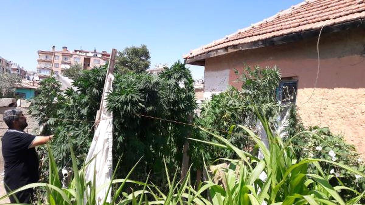 Bahçesine Hint Keneviri Eken Kadınının Savunması 'Pes' Dedirtti: Domates Sanıyordum