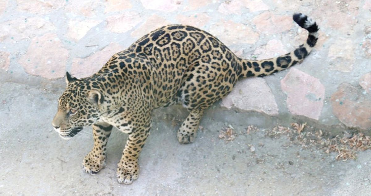 Benekli Jaguar Hasret İçin Afrika'dan Sonra Güney Amerika'da Eş Aranıyor