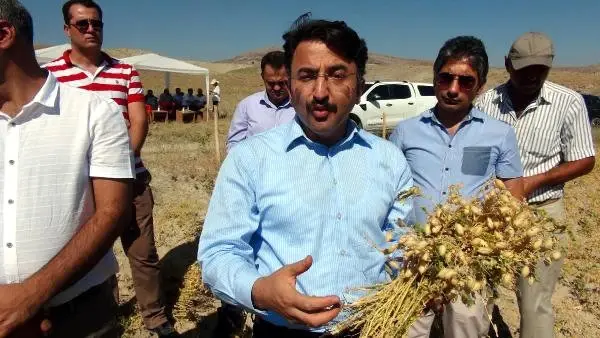 Hozat'ta Organik Nohut Hasadı Yapıldı Hozat'ta Organik Nohut Hasadı Yapıldı