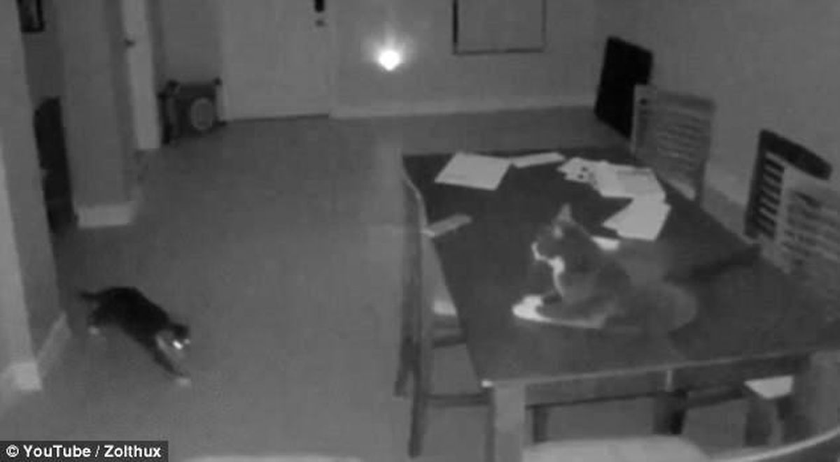 'Kedidir Kedi!' Evin Yaramaz Sakinleri, Alarmı Böyle Çalıştırdı