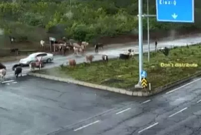 Mobese Kameralarına Yansıyanlar