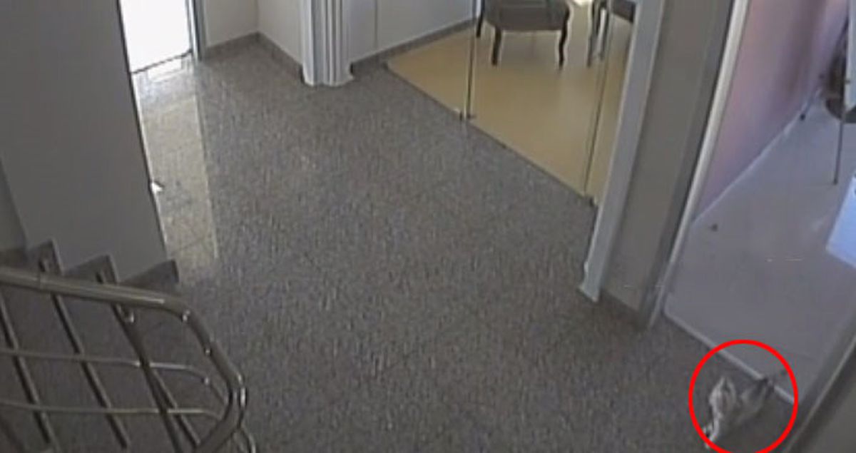 Kedi Firarda! Ofiste Yalnız Kalınca Kapıyı Açıp Şirketi Ayağa Kaldırdı