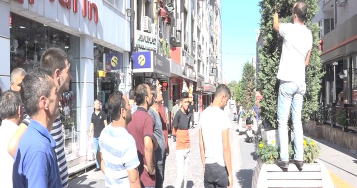 Balıkesir'de Şehir Merkezine İnen On Binlerce Arı, Çam Ağacına Kovan Oluşturdu