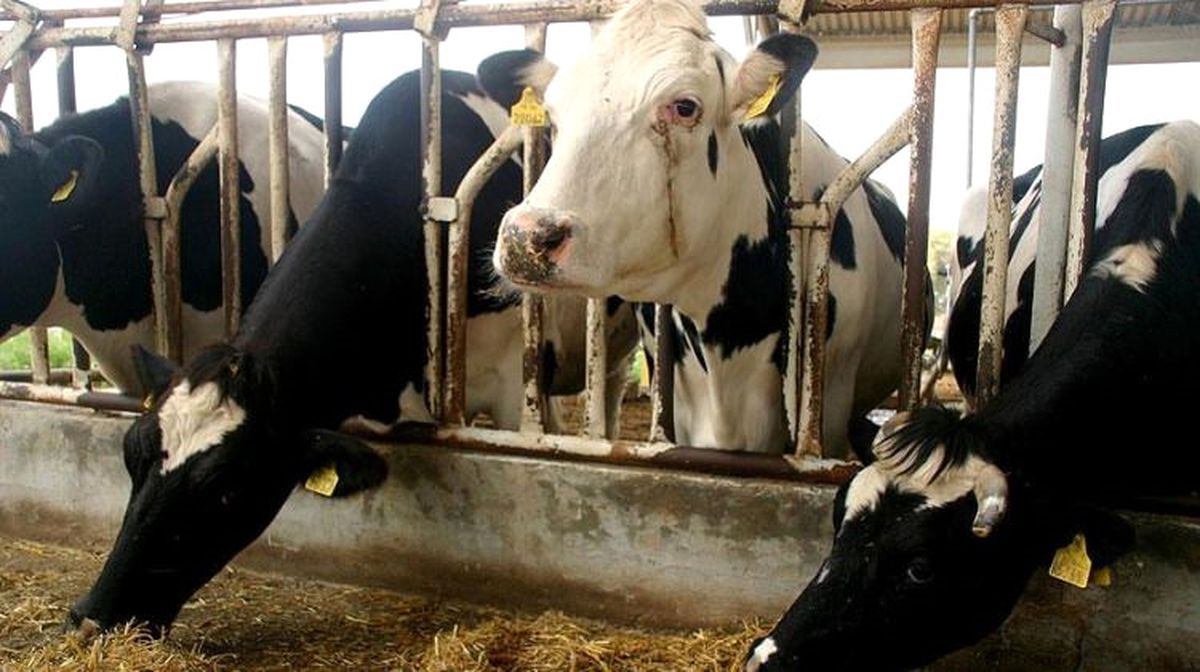 Kurbanlık Besi Danasının Kilosu 20 TL