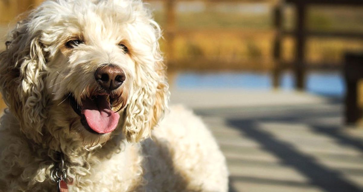 ABD'de Fino Köpeği 10 Yaşındaki Sahibini Kaçırılmaktan Kurtardı