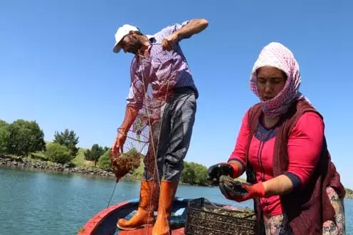 Çıldır Gölü'nden Avlanan Tatlı Su Istakozları, Avrupa'ya İhraç Ediliyor