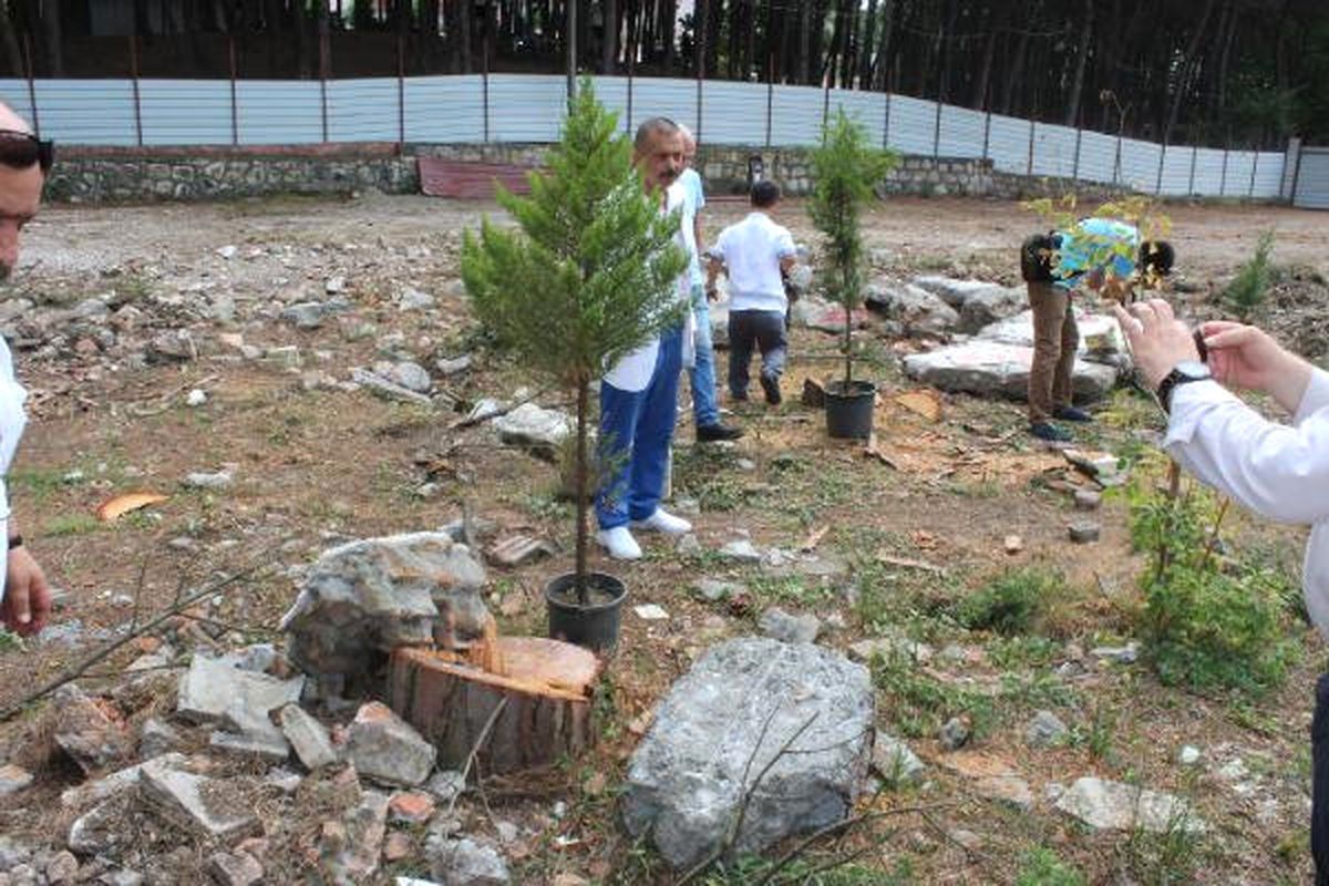 Ünye'de Mesire Alanındaki Çam Ağacı Kesimine Tepki