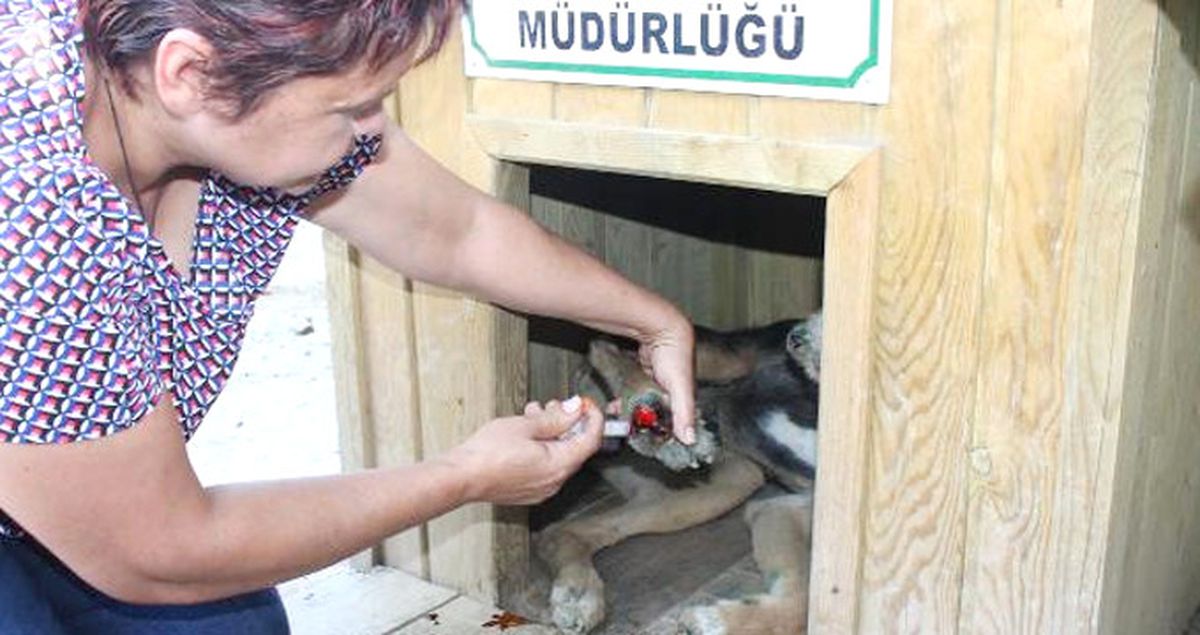 Vicdansız Adam, Komşusunun Tavuğunu Yiyen Köpeklerine İşkence Uyguladı