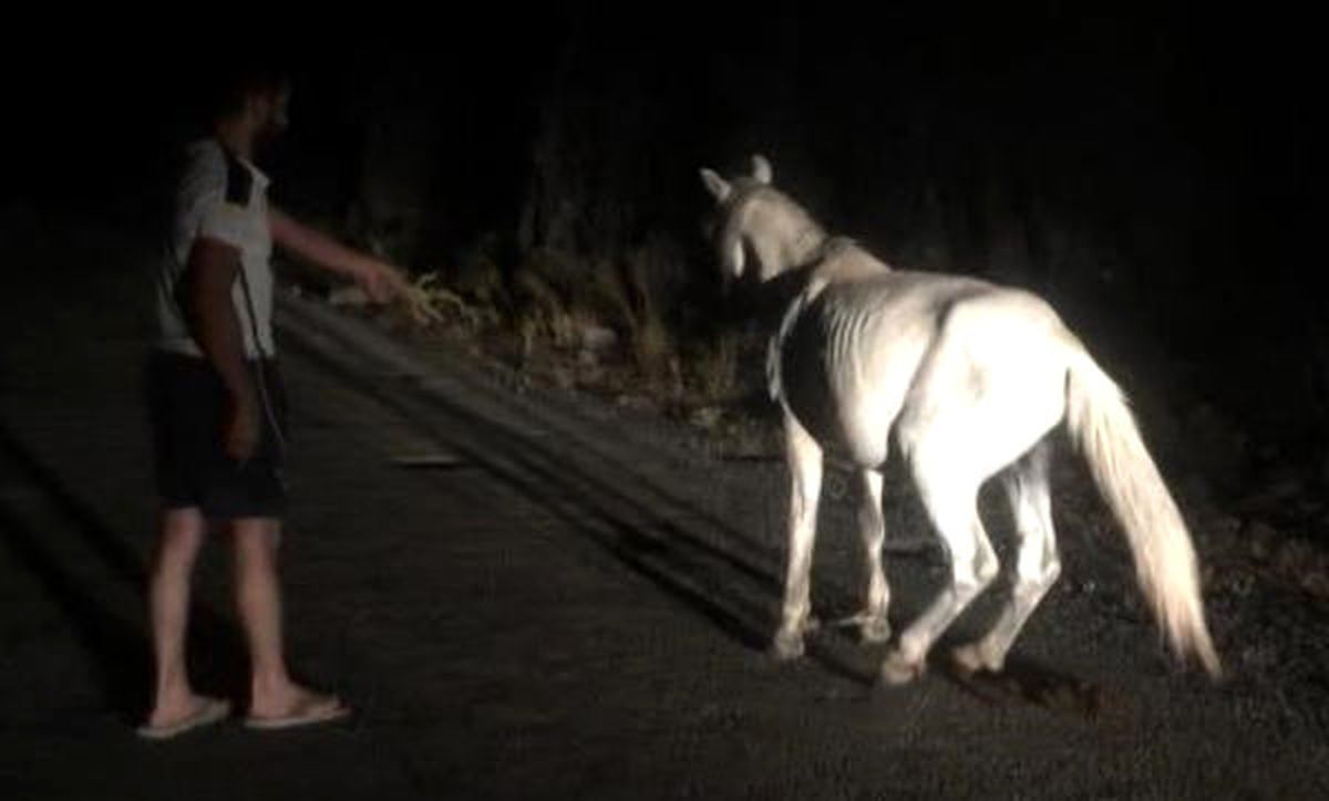 Doğa Fotoğrafı Çekmek İçin Gittikleri Ormanda, Ön Ayakları İple Bağlanmış Atı Kurtardılar