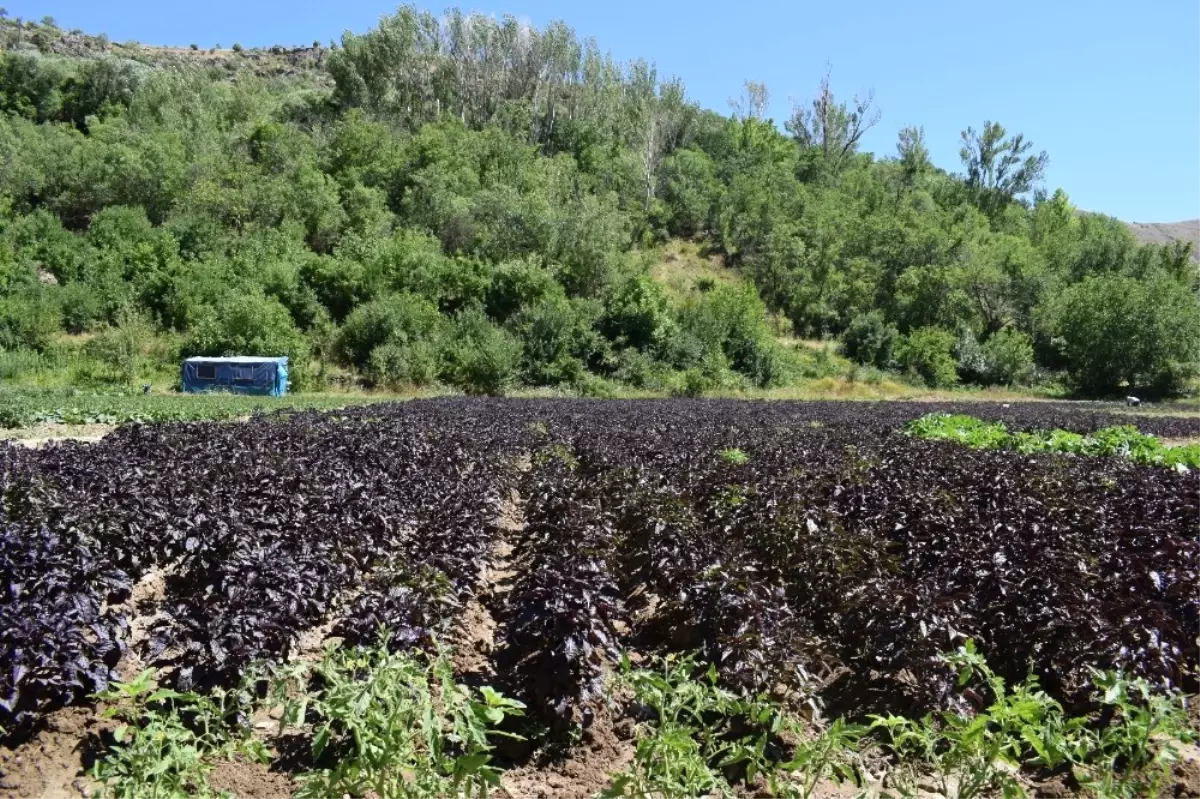 Mengen'de Reyhan Suyu Dağıtılacak